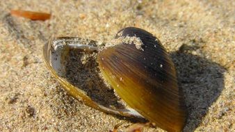 open seashell on sand