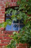 vine leaves on the brick wall