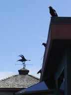 crows are on a roof