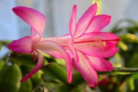 house cactus inflorescence