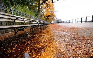 autumn golden foliage on the promenade in New York