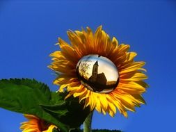 church with a spire is reflected in a sunflower