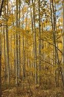 birches in park city in autumn