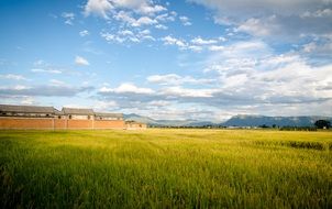 farm in the rice fields