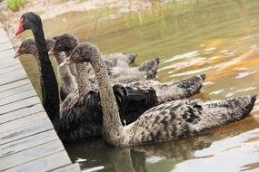 adult and young black swans on water at pier, china, chengdu