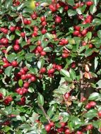 bush with red berries