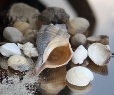 sea shells on the mirror surface