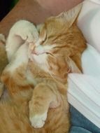 ginger domestic cat sleeps on hands close-up