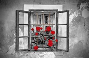 red flowers on the grey window, monochrome