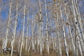 birch grove in autumn against the sky