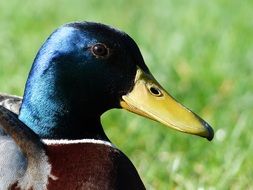 mallard drake males duck bird