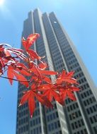 Red leaves against the skyscraper