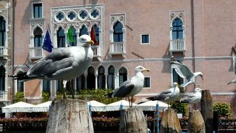 seagull on a background of buildings in Venice