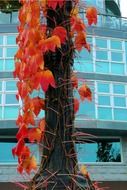autumn tree on the background of a glass building