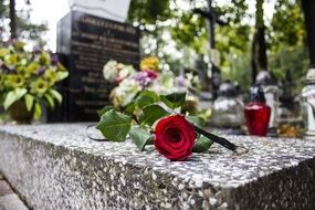 red rose on the monument in cemetery