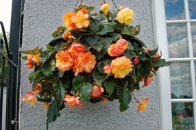 flowers on the facade of the house