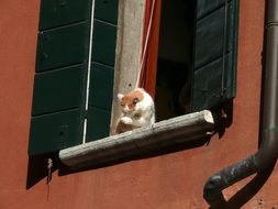 cat on the window with black shutters