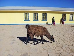 Brown lama in the Bolivia