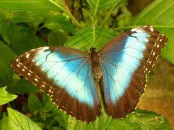 sky butterfly closeup