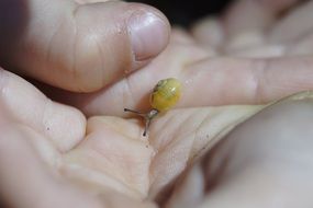 Yellow snail on the hands