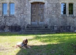 Dog on the background of a stone house