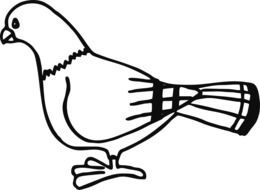 Black and white drawing of the pigeon