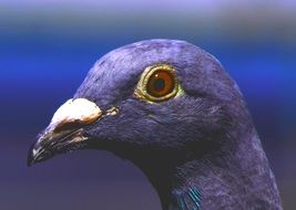 portrait of a purple dove