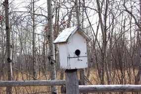 weathered white bird house in front of forest