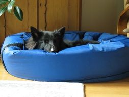 dog sleeps