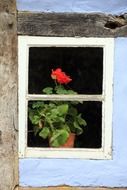 red geranium in a pot on a windowsill on an old window