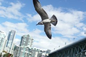 Picture of the flying sea gull