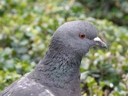 gray dove on a background of green bush