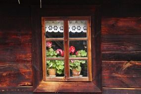 geranium in a window of wooden old house