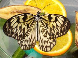 yellow black butterfly on orange slice