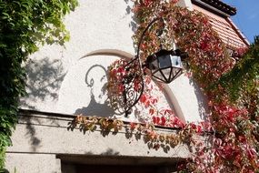 wine partner with red leaves on stone wall at vintage lantern