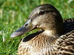 duck bird mallard female anas platyrhynchos