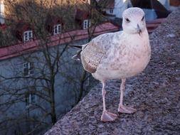 white seagull in estonia