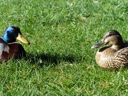 mallard pair duck couple