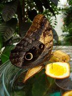 butterfly on the fruit