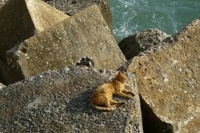 cat relax on the rock