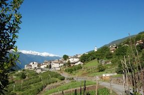 hill with green trees and houses