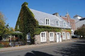 green vegetation as a decoration on the house