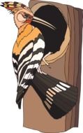 picture of a woodpecker