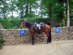 horse in the parking