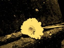 monochrome picture of flower on memorial stone