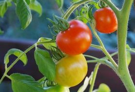 tomatoes shrub close-up on blurred background