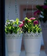 Hanging baskets of flowers