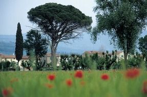 cornfield in Tuscany