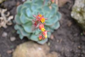 flowering succulent plant