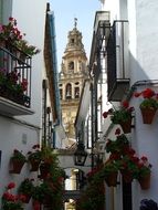 flowers on a cordoba building in andalusia